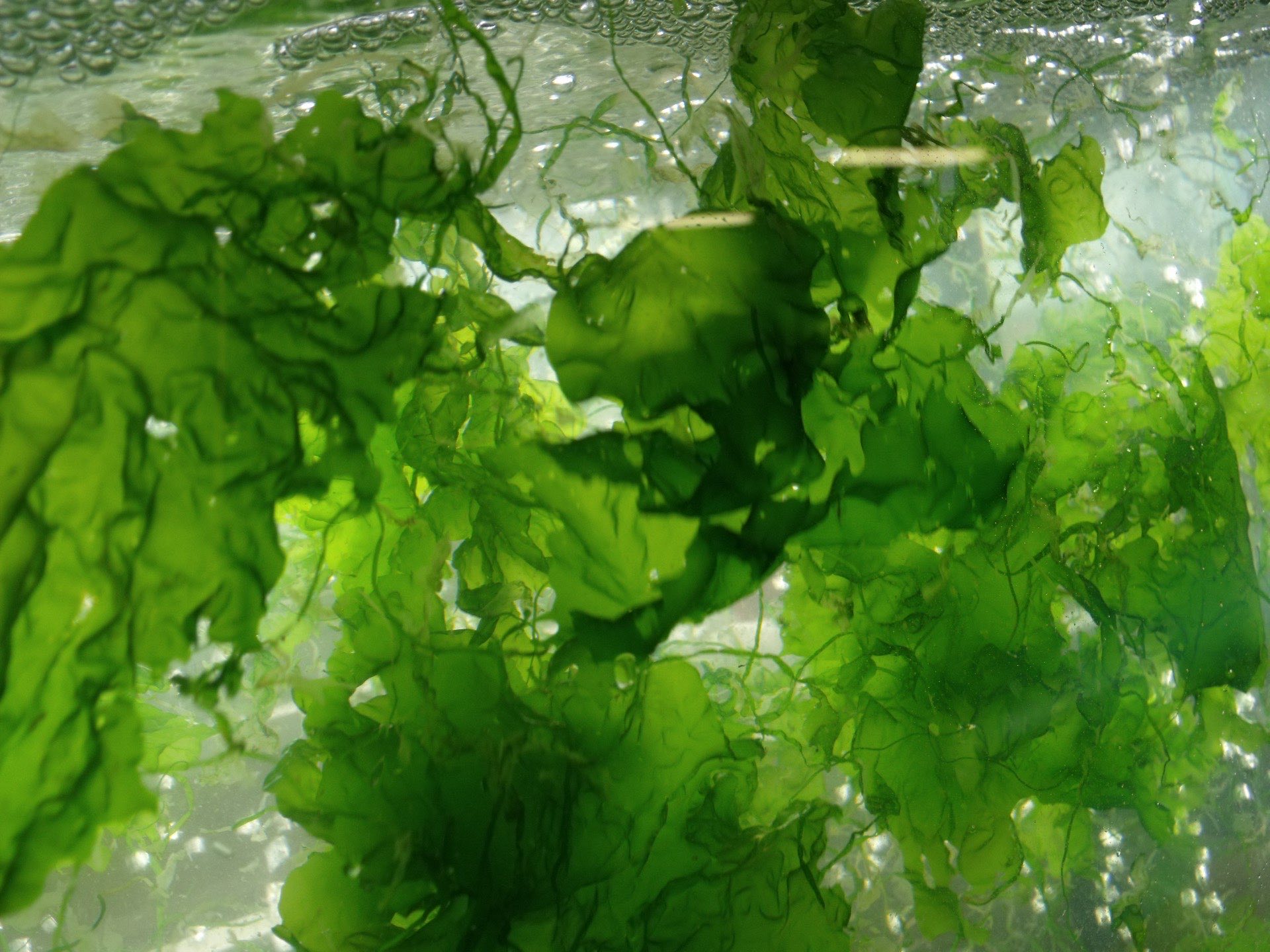 Ulva seaweed fronds in water